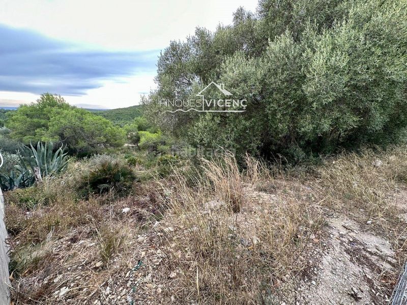Foto 2a806bd0-d68a-4231-8c8e-86ca06293666. Finca rústica a Nou Vendrell Vendrell (El)
