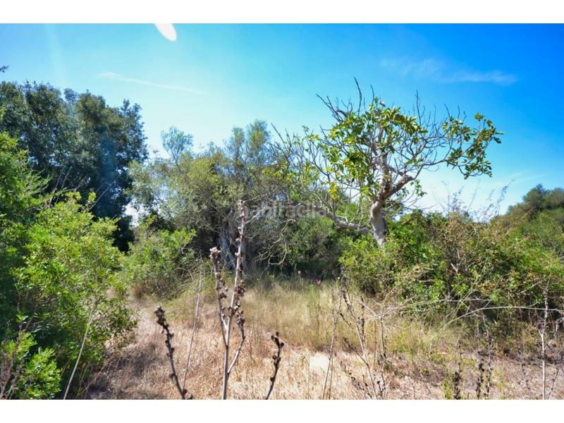 Foto afa6f249-8b04-4d7e-a1e8-db9e29f72ca8. Finca rústica a 16 24 a Capdepera poble Capdepera