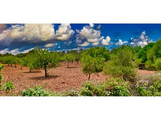 Propriété à 16 63. Finca rustica con licencia y  vistas mar en venta en porto crist
