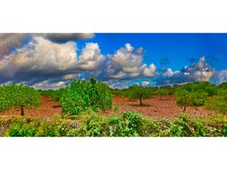 Fondo rustico in 16 63. Finca rustica con licencia y  vistas mar en venta en porto crist