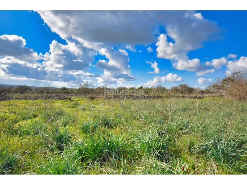 Foto 66a7dae7-c183-4360-b283-3661a86f9a57. Terreny residencial a 10 47 a Santa Margalida poble Santa Margalida