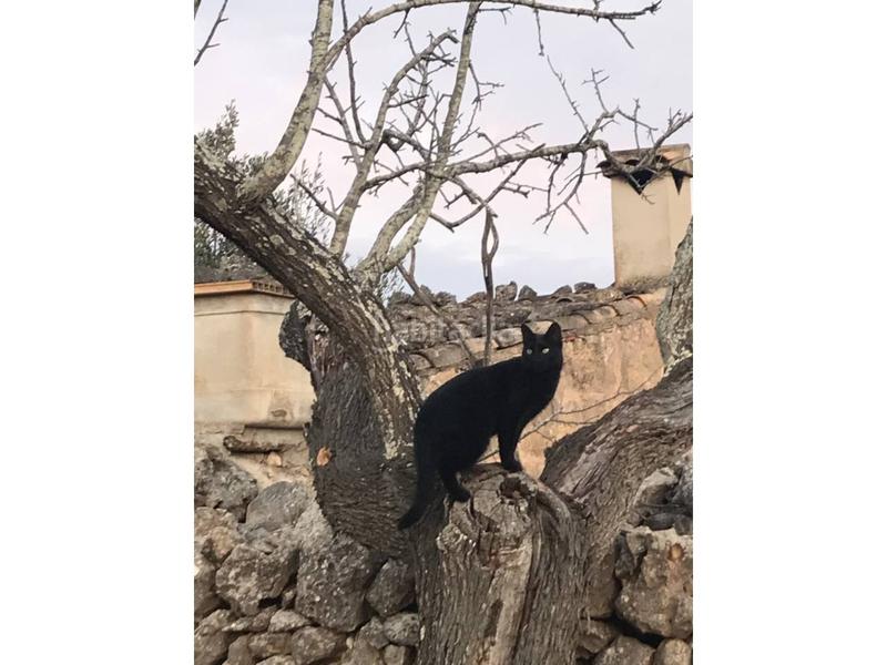 Foto 8c9ec068-00fb-438c-9fec-0be37755bbef. Terreny residencial a 10 47 a Santa Margalida poble Santa Margalida