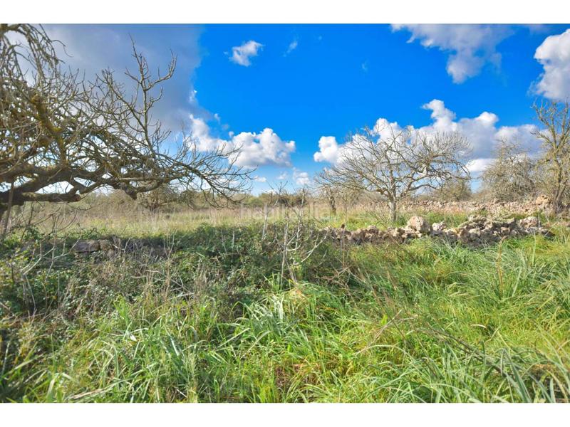 Foto 9c6689ac-c735-4b48-86be-3027fdb189ec. Terreny residencial a 10 47 a Santa Margalida poble Santa Margalida