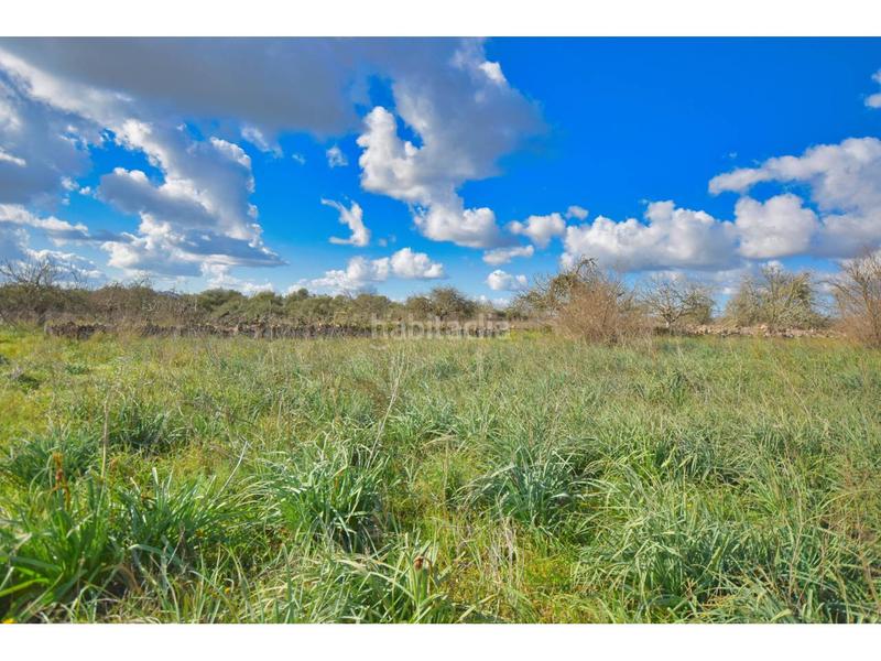 Foto e46edbe1-b401-4183-9e6c-eff456ba8140. Terreny residencial a 10 47 a Santa Margalida poble Santa Margalida