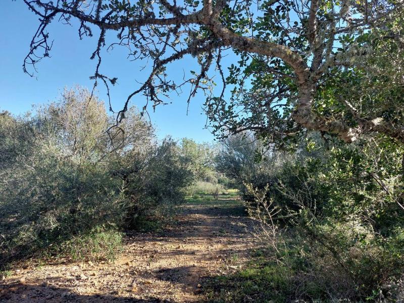 Foto 449cae8a-45c5-4651-b9be-5227f8d4fe43. Finca rústica a 5 723 a Sant Llorenç des Cardassar