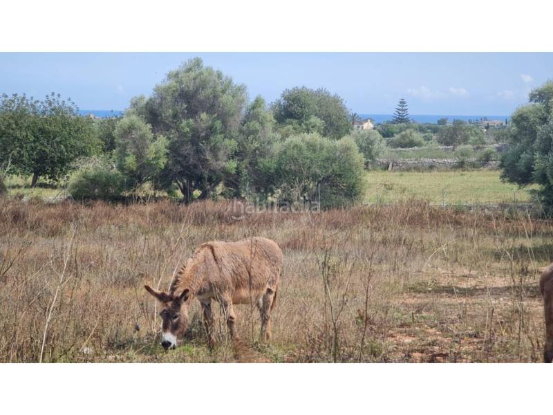 Foto ba25ee7d-ddc9-4b2d-9ea4-a9026f2be4dc. Finca rústica a 9 138 a Manacor centre Manacor
