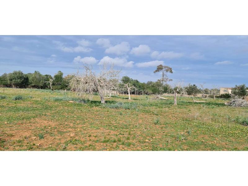 Foto 51797d9c-dfdb-4e72-9d88-095f382465de. Finca rústica a 7 79 a Santa Margalida poble Santa Margalida