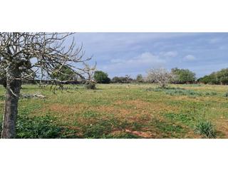 Finca rústica a 7 79. Finca con proyecto  en venta en santa margalida