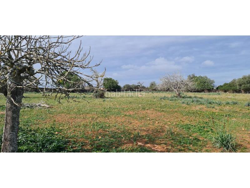 Foto 71613e71-e8ab-4df2-8a31-e3a1ef46041a. Finca rústica a 7 79 a Santa Margalida poble Santa Margalida