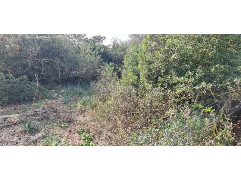 Foto c6adee6e-34d7-42ed-9cff-c6e34894035b. Finca rústica a 7 79 a Santa Margalida poble Santa Margalida