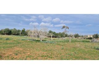 Rural plot in 7 79. Finca rustica en venta en santa margalida