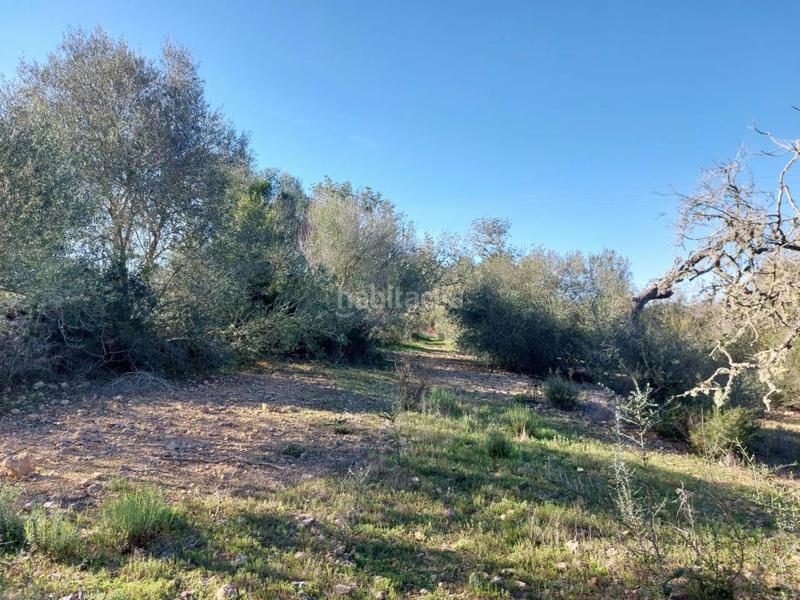 Foto b30c0214-1a5c-44e7-a9b1-268cc174de20. Finca rústica a 5 723 a Sant Llorenç des Cardassar