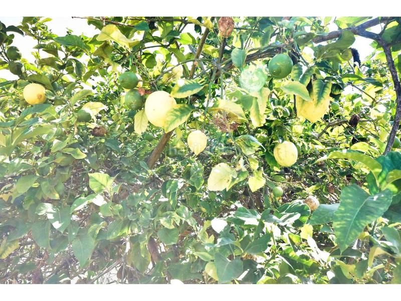 Foto 1cf4a3fc-804f-433c-aa4e-2d14a26eabe8. Maison dans roses 31 dans Sant Llorenç des Cardassar