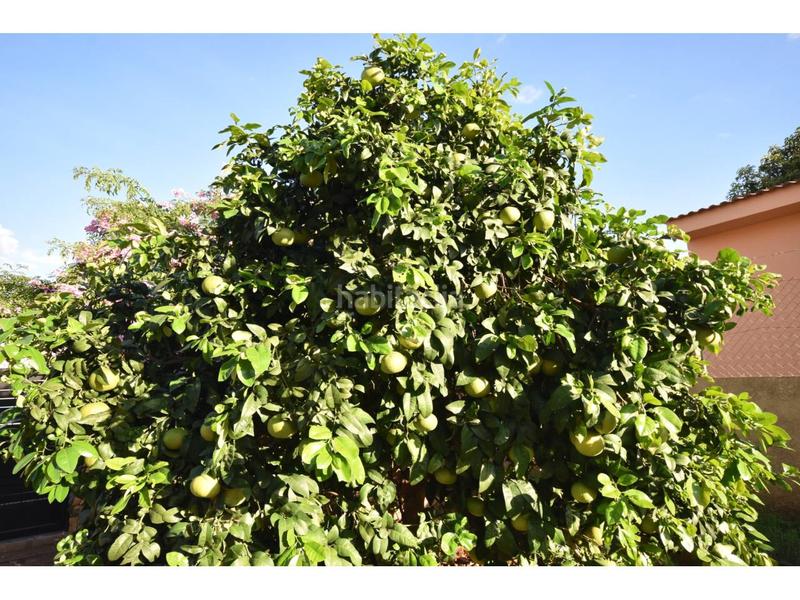 Foto 2ebc8836-b181-436f-b148-561eb6850520. Maison dans roses 31 dans Sant Llorenç des Cardassar