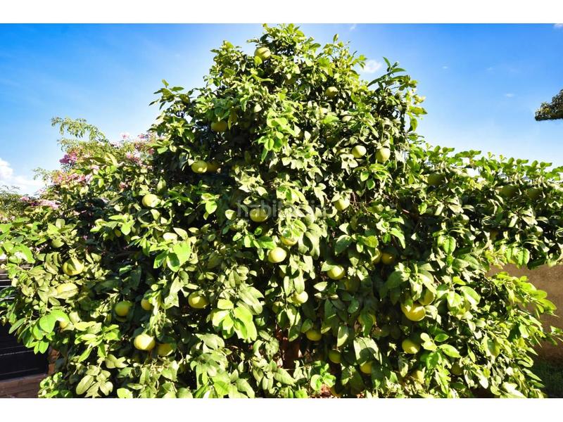 Foto 965b225b-a0ea-4da1-b53b-24dd18bcce00. Maison dans roses 31 dans Sant Llorenç des Cardassar