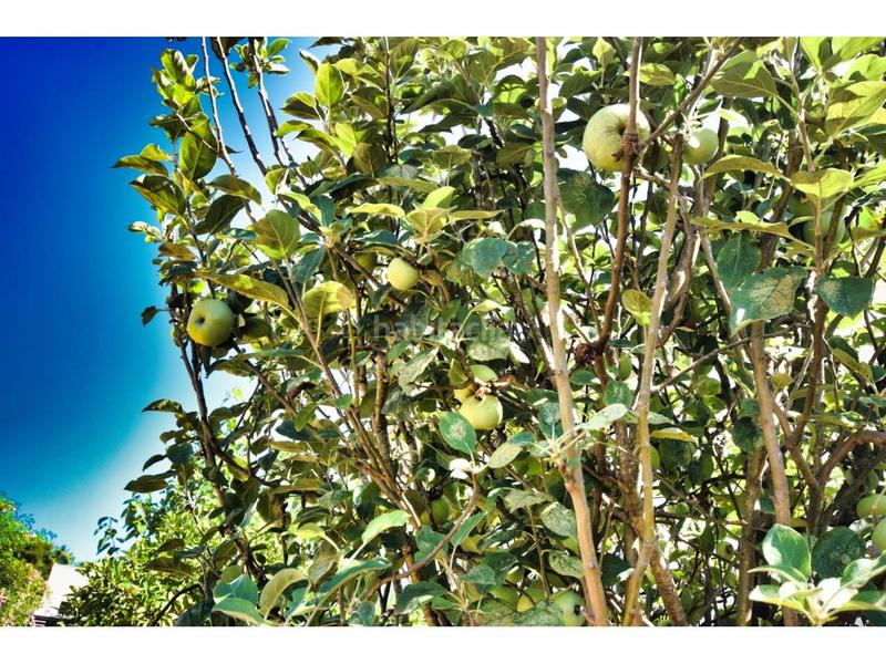 Foto a857e51c-cbda-4a1e-889e-160ff8cc5d28. Maison dans roses 31 dans Sant Llorenç des Cardassar