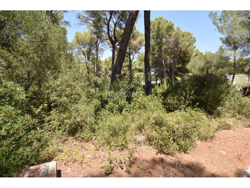 Foto 2bbbb738-89f0-4d00-a1f2-859643a29e45. Finca rústica a via muntanya 16 a Canyamel Capdepera