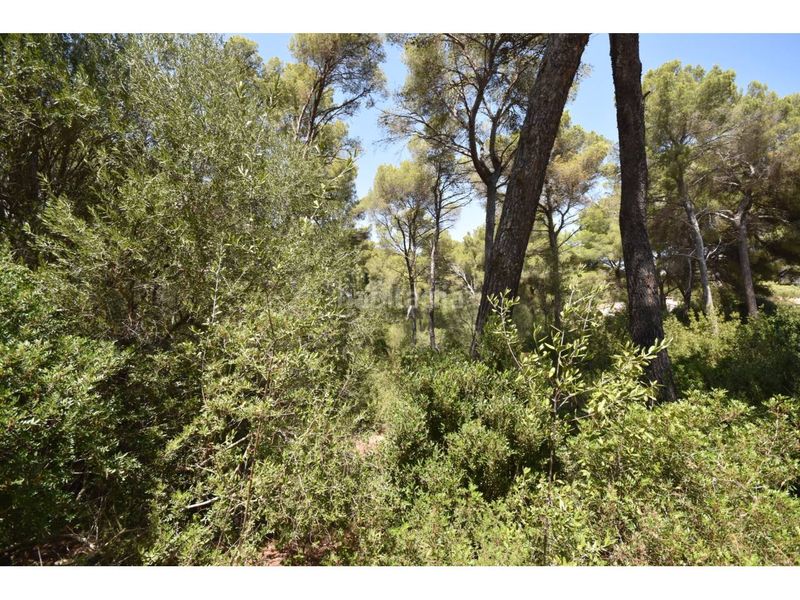 Foto 4c217a44-27c8-4943-9a3f-abdfec366aed. Finca rústica a via muntanya 16 a Canyamel Capdepera