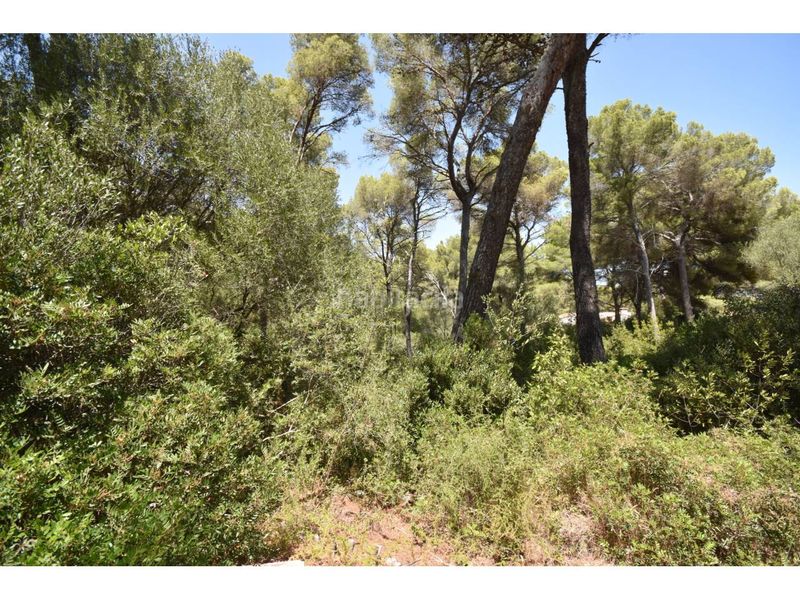 Foto 7f2033ce-d3f1-4c67-87c6-0e584e4ee847. Finca rústica a via muntanya 16 a Canyamel Capdepera