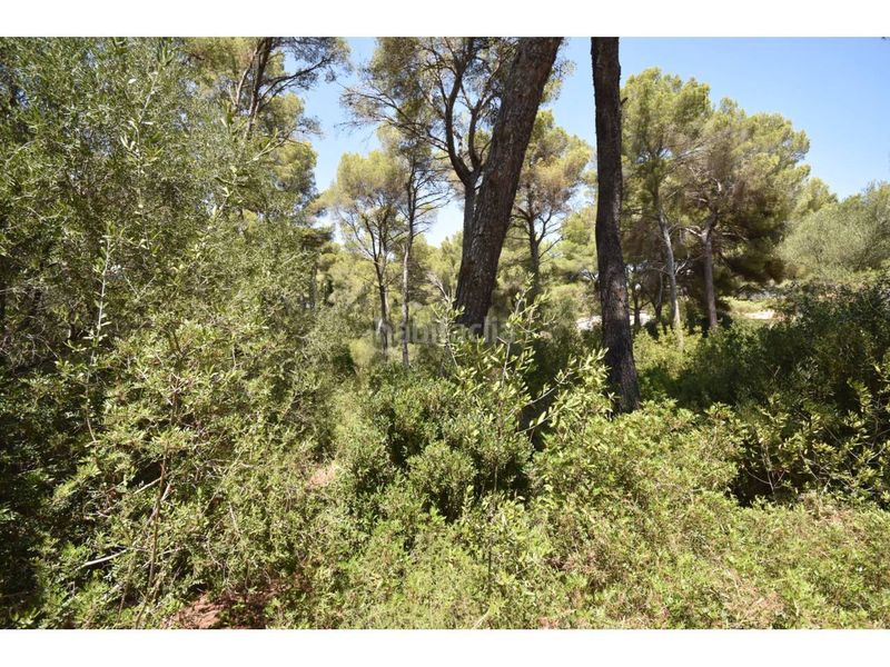 Foto b82e0246-5397-4f17-9d43-9dfde96ec627. Finca rústica a via muntanya 16 a Canyamel Capdepera