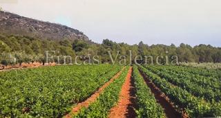 Propriété  Calle soneja. Bodega de autor en producción. casi 6 hectareas de viñedos