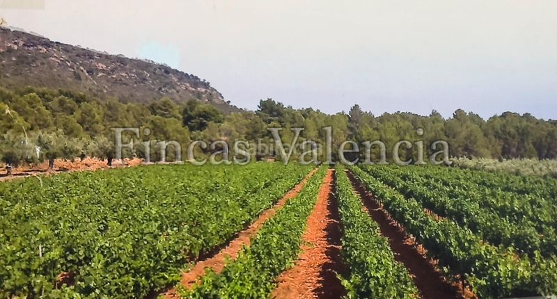 Foto 63f56a3f-8f7c-489a-b289-2bf791a980e0. Masia a Azuébar