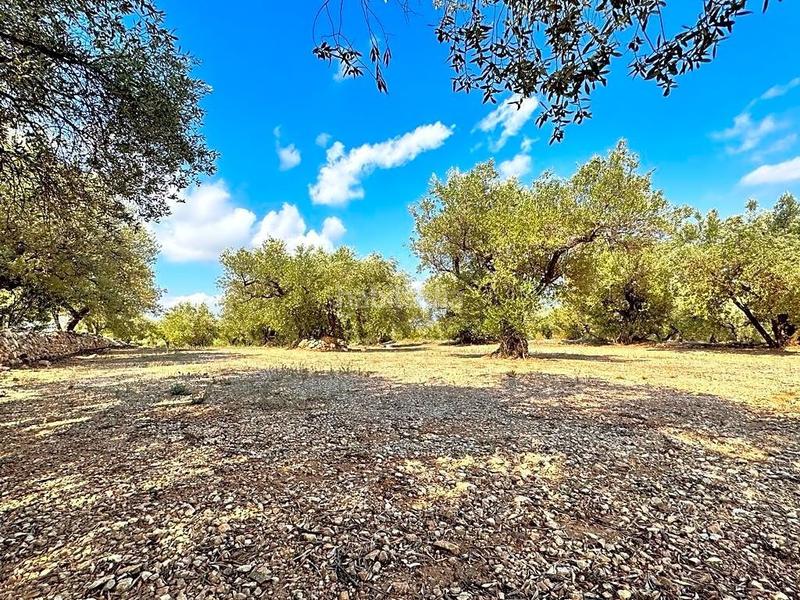 Foto 81ded318-e90c-4b75-b8ed-f39c7c4e2187. Propriété dans Mas de Barberans