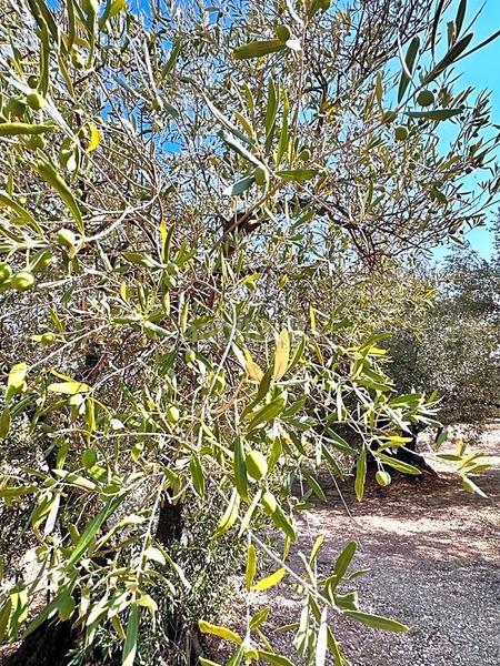 Foto 8d1e557e-1941-426a-a834-e313dba1d99b. Propriété dans Mas de Barberans