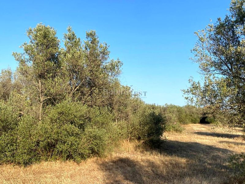 Foto ad4d4a9d-80ae-4547-8fc4-bac6eb32f2e6. Finca rústica a Aldover
