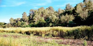 Finca rústica en Aldover. Finca rústica de 11.930 m entre aldover y tortosa