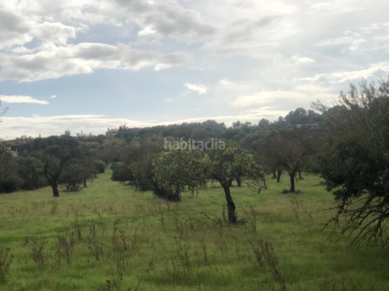 Foto 11d96814-8724-4ea1-a35a-2bb2bcbc0658. Terreny residencial a Campanet