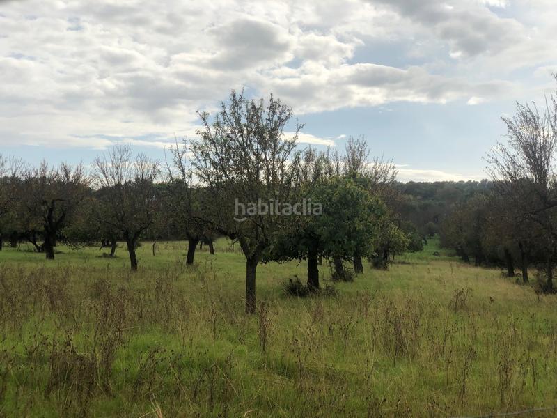 Foto 26708a67-4f3a-47eb-9c71-5408e3a9a2dc. Terreny residencial a Campanet