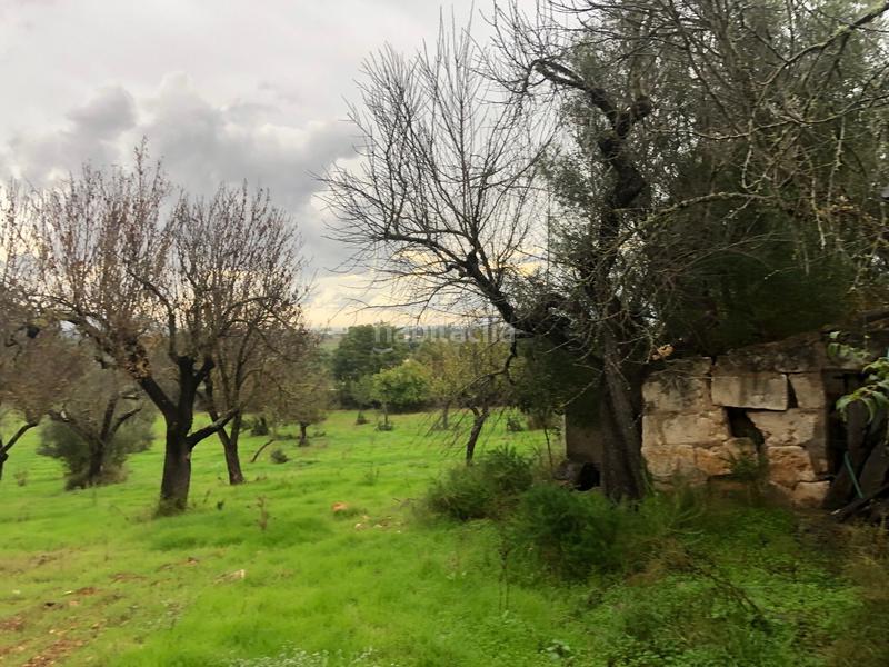 Foto 53d7e386-b926-40df-a178-b5b37f7462c1. Terreny residencial a Campanet