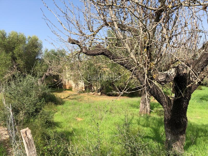 Foto 609dd040-31a8-4377-a4da-f6b1d4448ca9. Terreny residencial a Campanet