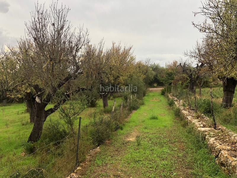 Foto 8f8e2dd0-708a-4d68-a8ad-6fcce7705e74. Terreny residencial a Campanet