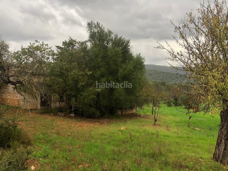 Foto 9e11925c-4f4a-4362-9d6b-3212d4764020. Terreny residencial a Campanet