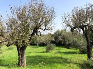Residential Plot in Campanet. Lindo solar con proyecto y licencia para construir un chalet