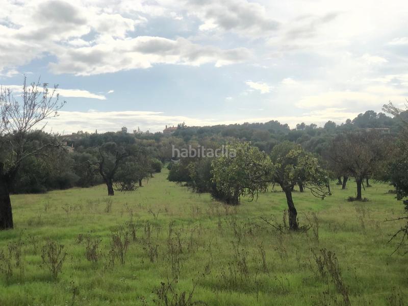 Foto d6f814d9-0a41-4bce-aacb-1cf7fcb2c4e3. Terreny residencial a Campanet