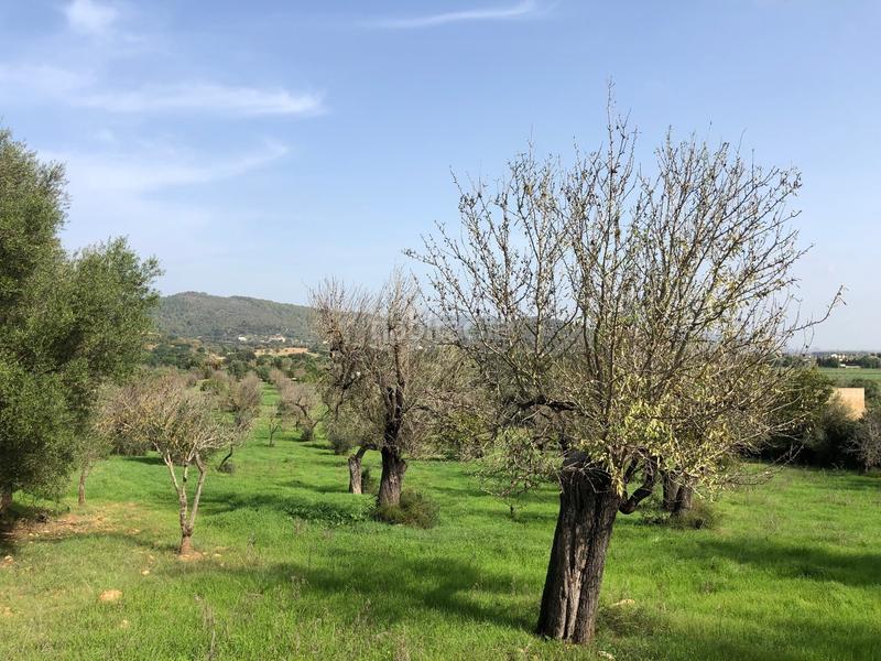 Foto d731e997-bef4-4320-9f2a-fb6f8c21787b. Terreny residencial a Campanet