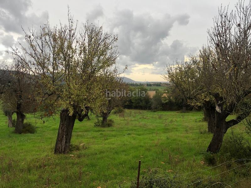 Foto e472f1b9-e8be-431c-b1cc-acfc157d7f4e. Terreny residencial a Campanet