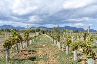 Residential Plot in Binissalem. Excepcional parcela de viñedo con licencia aprobada para constru