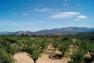 Terreny residencial a Bot. Finca d’ametllers en producció