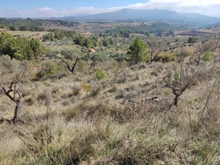 Finca r�stica a Carrer l'olivar 7. Finca con casita en cosntrucci�n y buenas vistas