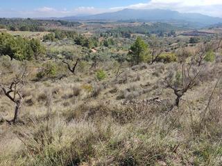 Finca rústica a Carrer l'olivar 7. Finca con casita en cosntrucción y buenas vistas