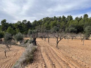 Propriété à Calle fuente arrabal 48. Finca llana de almendros en producción y buenas vistas