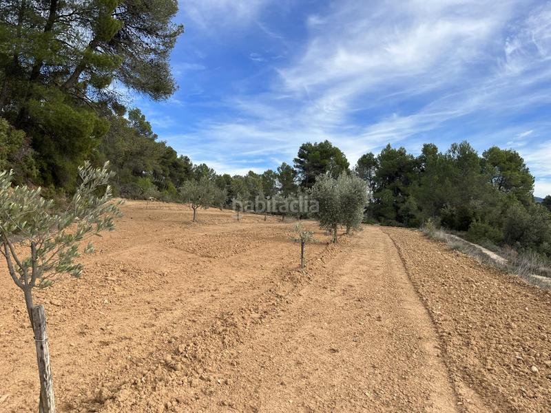 Foto e0f757c7-9104-4f08-80e7-2c8e6d49f759. Finca rústica a calle fuente arrabal 48 a Lledó