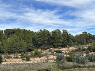 Propriété à Calle fuente arrabal 48. Finca de olivos jovenes i viñedos