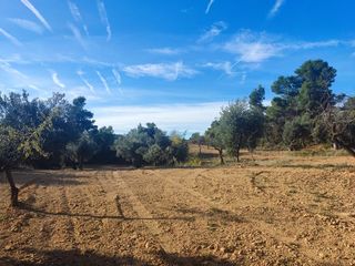 Finca r�stica a Calle de la cruz 70. Finca de olivos con producci�n y vistas als ports