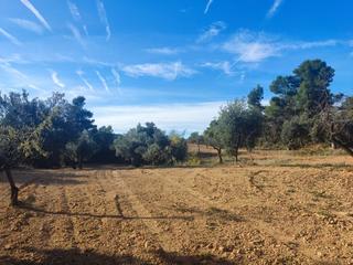 Propriété à Calle de la cruz 70. Finca de olivos con producción y vistas als ports