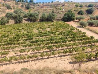 Propriété à Bot. Finca de vinya amb maset a bot